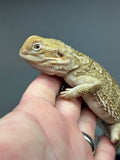 R13 male, Rankins Dragon