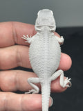 #1442, hypo, possible het wits/trans, Zero Bearded Dragon for sale