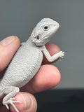 #1442, hypo, possible het wits/trans, Zero Bearded Dragon for sale