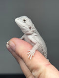 #1442, hypo, possible het wits/trans, Zero Bearded Dragon for sale
