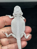 #1443, male, hypo, possible het wits/trans, Zero Bearded Dragon for sale