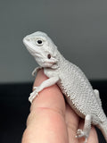 #1443, male, hypo, possible het wits/trans, Zero Bearded Dragon for sale