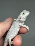 #1443, male, hypo, possible het wits/trans, Zero Bearded Dragon for sale