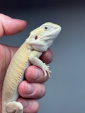 #1185 male, hypo, leatherback, Witblits, possible het zero/trans