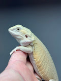 #1185 male, hypo, leatherback, Witblits, possible het zero/trans