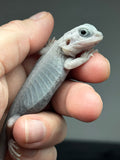 #1444, female, hypo, trans, leatherback, possible het wits, Zero Bearded Dragon for sale