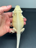 #1185 male, hypo, leatherback, Witblits, possible het zero/trans