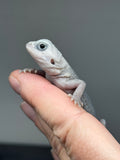 #1444, female, hypo, trans, leatherback, possible het wits, Zero Bearded Dragon for sale