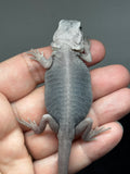#1444, female, hypo, trans, leatherback, possible het wits, Zero Bearded Dragon for sale