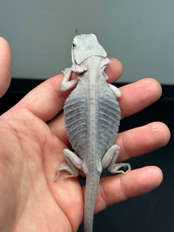 #1187 male, hypo, leatherback, trans, zero