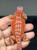 RM803, male, hypo, leatherback, 75% Red Monster bearded dragon for sale