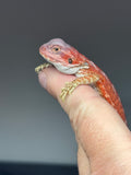 RM803, male, hypo, leatherback, 75% Red Monster bearded dragon for sale