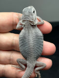 #1445, male, hypo, trans, possible het wits, Zero Bearded Dragon for sale
