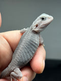 #1445, male, hypo, trans, possible het wits, Zero Bearded Dragon for sale