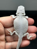 #1446, female, hypo, possible het wits/trans, Zero Bearded Dragon for sale