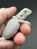 #1446, female, hypo, possible het wits/trans, Zero Bearded Dragon for sale