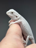 #1446, female, hypo, possible het wits/trans, Zero Bearded Dragon for sale