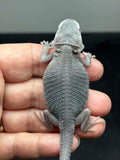 #1447, male,  hypo, trans, possible het wits,  Zero Bearded Dragon for sale