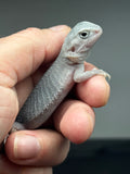 #1447, male,  hypo, trans, possible het wits,  Zero Bearded Dragon for sale