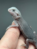 #1447, male,  hypo, trans, possible het wits,  Zero Bearded Dragon for sale