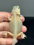 #1448, female, hypo, trans, leatherback, possible het zero, Witblits Bearded dragon for sale