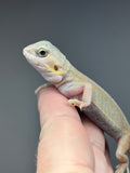 #1448, female, hypo, trans, leatherback, possible het zero, Witblits Bearded dragon for sale