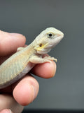 #1448, female, hypo, trans, leatherback, possible het zero, Witblits Bearded dragon for sale