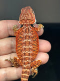 RM807, female, possible het trans, 75% Red Monster bearded dragon for sale