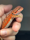 RM807, female, possible het trans, 75% Red Monster bearded dragon for sale