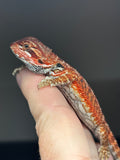 RM807, female, possible het trans, 75% Red Monster bearded dragon for sale