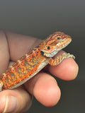 RM808, male, possible het trans, 75% Red Monster bearded dragon for sale