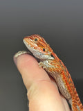 RM808, male, possible het trans, 75% Red Monster bearded dragon for sale