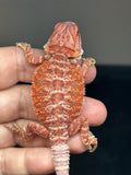 RM809, male, possible het trans, 75% Red  Monster bearded dragon for sale