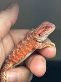 RM809, male, possible het trans, 75% Red  Monster bearded dragon for sale