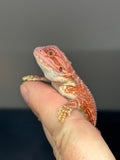 RM809, male, possible het trans, 75% Red  Monster bearded dragon for sale