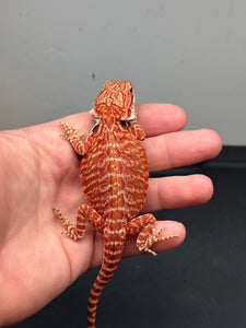 RM450 female, 50% red monster, tiger, leatherback, het hypo