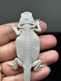 #1449, male, hypo, possible het wits/trans, Zero Bearded Dragon for sale