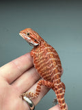 RM450 female, 50% red monster, tiger, leatherback, het hypo