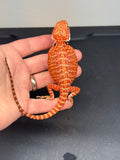 RM450 female, 50% red monster, tiger, leatherback, het hypo