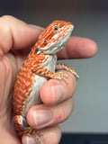 RM450 female, 50% red monster, tiger, leatherback, het hypo