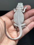 #1449, male, hypo, possible het wits/trans, Zero Bearded Dragon for sale