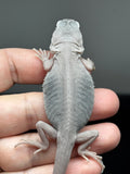 #1450, male, hypo, trans, leatherback, possible het wits, Zero Bearded Dragon for sale