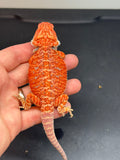 RM452 female, 50%  Red Monster, hypo