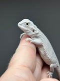 #1451, female, hypo, zero, possible het wits/trans, Zero Bearded Dragon for sale