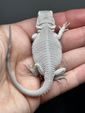 #1451, female, hypo, zero, possible het wits/trans, Zero Bearded Dragon for sale