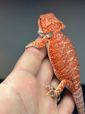 RM452 female, 50%  Red Monster, hypo