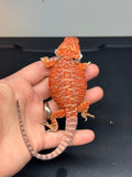 RM452 female, 50%  Red Monster, hypo