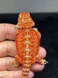 RM810, male, possible het trans, 75% Red Monster bearded dragon for sale