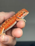 RM810, male, possible het trans, 75% Red Monster bearded dragon for sale
