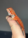 RM810, male, possible het trans, 75% Red Monster bearded dragon for sale